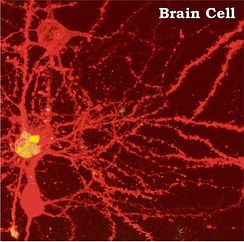 Brain cell
